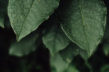 Green leaves in noble colors from the village.