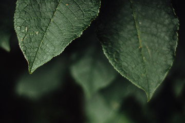 Green leaves in noble colors from the village.
