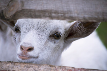 cute young goat on a summer farm behind a wooden fence