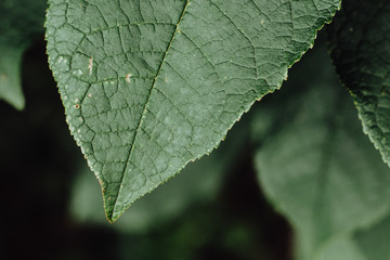 Green leaves in noble colors from the village.