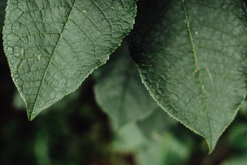 Green leaves in noble colors from the village.