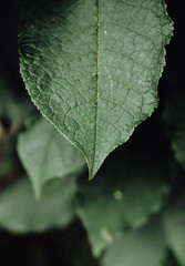 Green leaves in noble colors from the village.