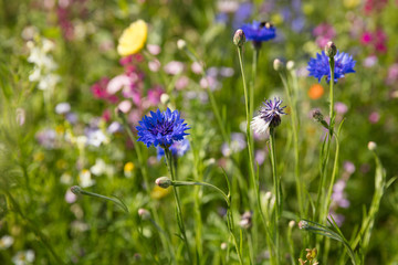 Blumenwiese