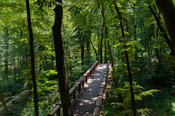 Fototapeta na wymiar high angle view of wooden bridge and trees in park