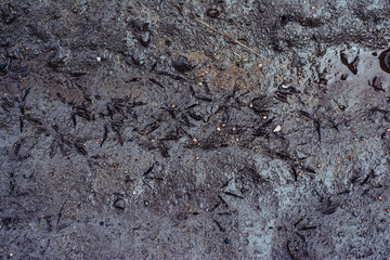 Texture of dirty sand with stones. Birds on dirt. The natural environment of birds