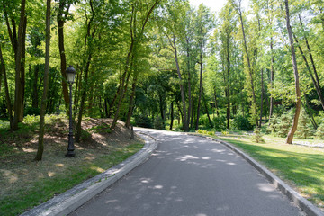 Fototapeta na wymiar scenic view of asphalt path in park with tress under sunlight