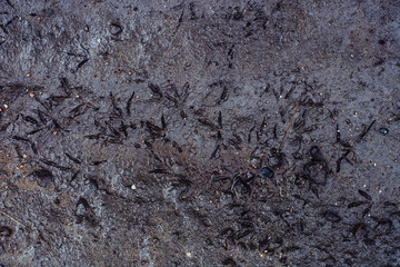 Texture of dirty sand with stones. Birds on dirt. The natural environment of birds