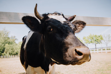 close up portrait of black and white cow standing at farm