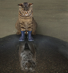 The cat in rubber boots sits near the puddle and looks at his unusual reflection in it.