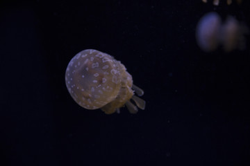 dark jellyfish