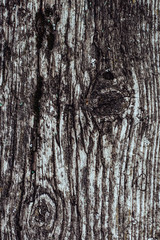 Texture of an old tree. Rotting tree. A tree with moss.