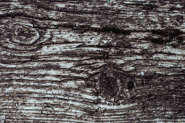 Texture of an old tree. Rotting tree. A tree with moss.