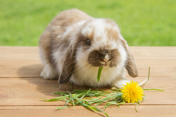 red and white little rabbit eating grass on a wooden background and grass.