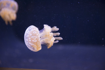 jellyfish