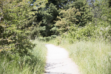 Fototapeta na wymiar path through the woods