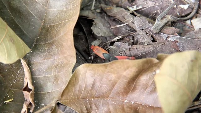 Assassin bug mating on dry leaf on nature background.