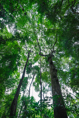 Tropical rainforest landscape of Thung khai botanical garden trail. Trang, Thailand.