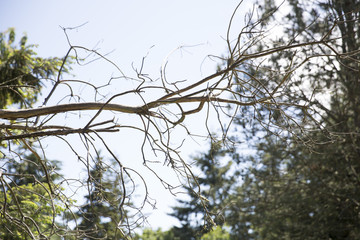 branch into the sky