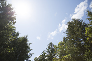 Obraz premium natural skylight