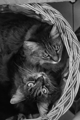 Cute brother kittens awakened and hugging in a basket