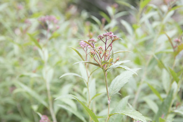 red flowers in a field