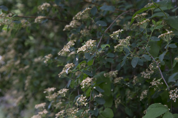pale flowers on a bush