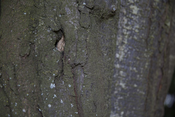 tree bark 2