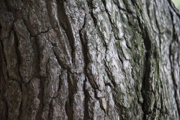 tree bark 