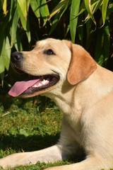 Gelber Labrador Retriever Junghund