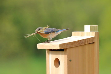 A pair of Eastern Bluebirds bring nesting materials to a new box.
