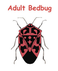 Adult Bed Bug. Poster tato Education vector illustration. 