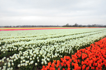 keukenhof Hollande