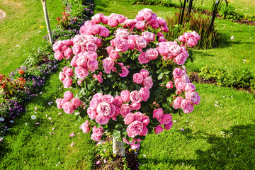 rosier arbuste en fleur