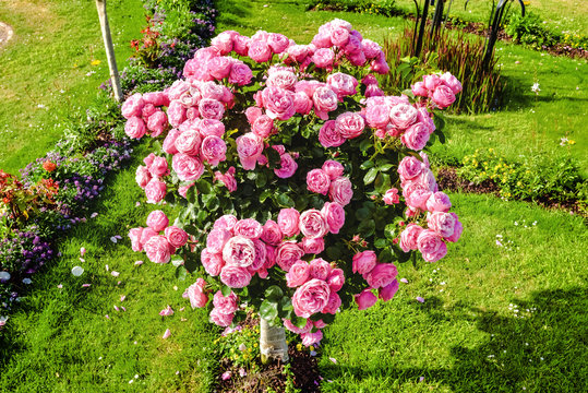rosier arbuste en fleur