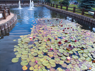 Park With Water Lilys