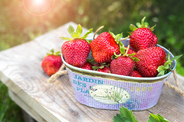 Sweet fresh strawberries in the garden on natural background. Beautiful strawberries in a purple basket