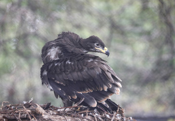 Eaglet Stock News Sports And Entertainment Images And