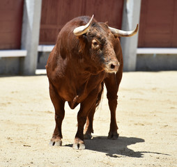toro rojo en españa