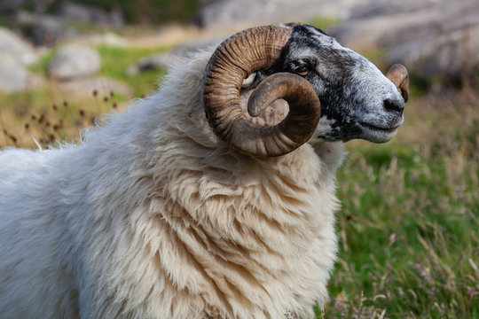 Close-up portrait, wooly ram are grazing outside in nature on the stony bank of the gulf in the Egersund region, Norway