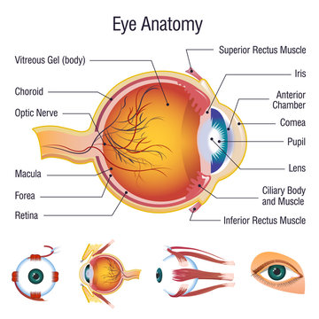 Eyeball infographic anatomy icons set. Cartoon illustration of 5 Eyeball infographic anatomy icons for web