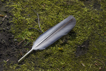 Taubenfeder auf Moos