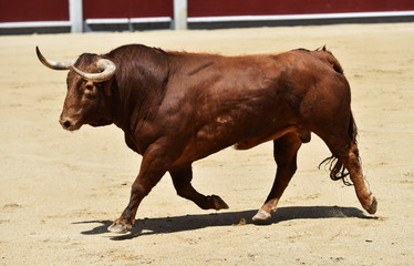 toro rojo en españa