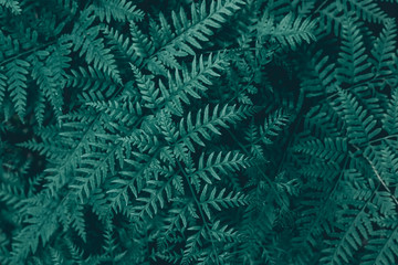 Naklejka na ściany i meble Dark green tropical leaves texture