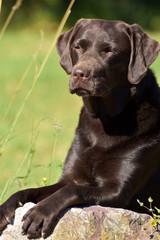 Brauner Labrador Retriever