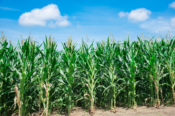 青空ととうもろこし畑