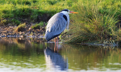 The Heron