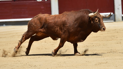 toro rojo en españa
