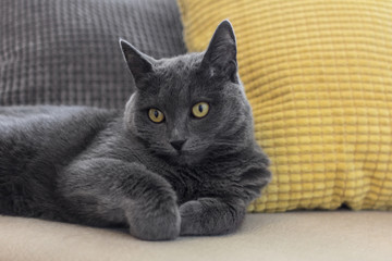 Cute blue cat lying on the couch.