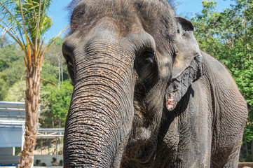 View of elephant