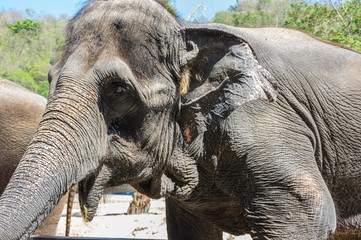 View of elephant